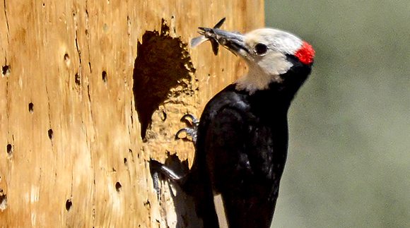 Image result for california native woodpeckers