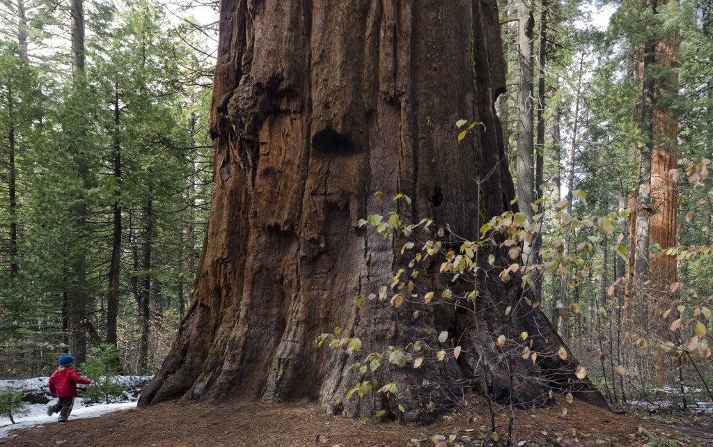 North Grove | Calaveras Big Trees State Park