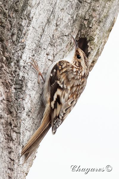 Brown Creeper by Jim and Deb Chagares