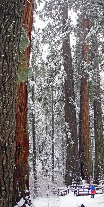 Calaveras Big Trees State Park in winter