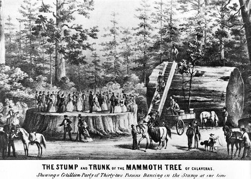 The Discovery Tree, Calaveras Big Trees State Park