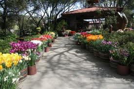 Ironstone Flowers