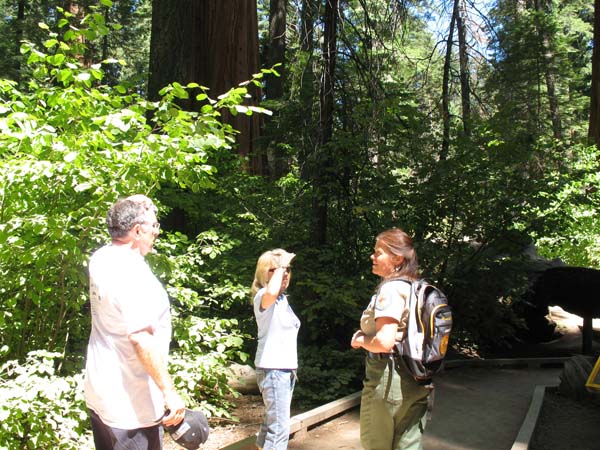 Calaveras Big Trees guided hike